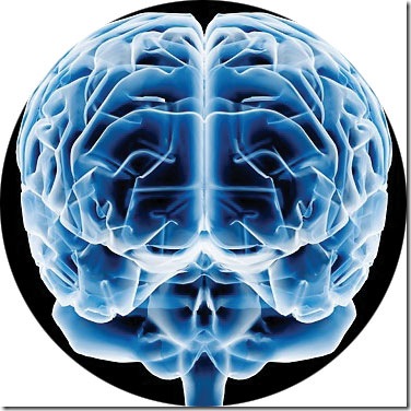 cerebro2 thumb El uso de Internet ayudaría a desarrollar el cerebro