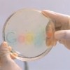 google-logo-bacteria
